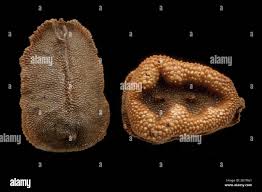 Image result for Misopates