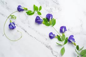 The taste of butterfly pea flower is more earthy and woody, resembling green tea even though it's herbal. Butterfly Pea Tea Images Free Vectors Stock Photos Psd