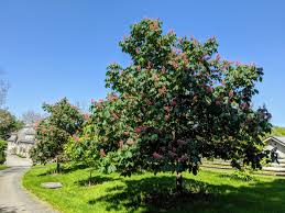 We did not find results for: My Blooming Horse Chestnut Trees The Martha Stewart Blog