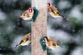 I'd like to see them in the garden. Want To Attract Goldfinches Try Sunflower Hearts Ark Wildlife Uk