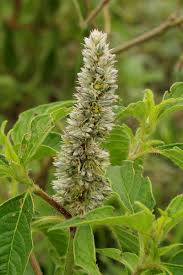 Image result for Cyathula orthacantha