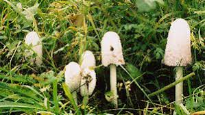 Pilze Welcher Ist Giftig Und Welcher Nicht Netdoktor