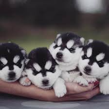 Siberian husky puppies stock illustrations. Photographer S Portfolio Is Filled With Adorable Portraits Of Fluffy Siberian Husky Puppies