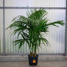 With long majestic leaf fronds rising up from the bottom, the kentia palm is the ultimate statement plant. Kentia Palm Stamen Style