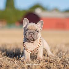 While french bulldog colors vary depending on the parents' genes, what these incredible dogs are most known for is their adorable and charming demeanor. French Bulldog Puppies For Sale In Washington State Stud Service Page Northwest Frenchies
