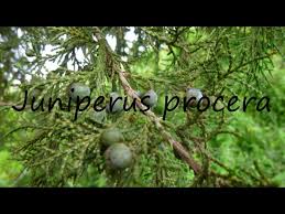Image result for Juniperus procera