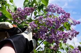 You'll love our great select of plants at the lowest prices. Lilac Bushes How To Grow Care For Lilac Flowers Garden Design