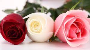 , beautiful rose images beautiful rose hd pics wallpapers 1024×768. Beautiful Rose Hd Wallpapers Top Free Beautiful Rose Hd Backgrounds Wallpaperaccess