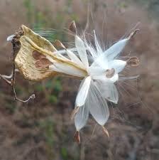 Order plants ready to be placed in your home, office or garden. Botanical Name Malva Flora Of Punjab Pakistan Facebook