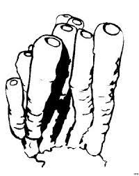 Daher müssen wir viele zeichnungen zum drucken und ausmalen. Korallen Ausmalbild Malvorlage Tiere Malvorlagen Tiere Ausmalbilder Gratis Ausmalen