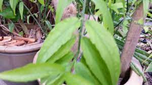 0 ratings0% found this document useful (0 votes). Belalai Gajah Clinathanus Gendis Sabah Snake Grass Youtube