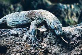 Indonesia's rich diversity extends beyond the people, culture, and ethnicities. 17 Dangerous Animals In Indonesia Characteristics Factsofindonesia Com