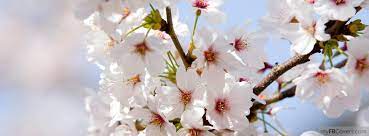 Facebook Covers Timeline Covers Facebook Banners Cherry Blossom Wallpaper Japanese Cherry Blossom Dogwood Blossoms