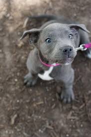 Medium sized dogs, they weigh up to 60lbs and stand at around 20 inches tall. Blue Eyed Pitbull Explained With Pictures Pawleaks