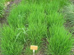 Image result for Moorochloa eruciformis