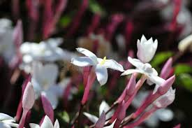 Image result for Aframomum polyanthum