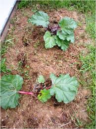 Unboxing from stark brothers nursery. Rhubarb The Garden S Tart Treat
