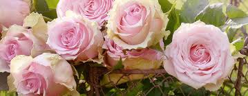 Some religious places of worship do not accept funeral flowers days before the ceremony. Send Flowers Hanneman Family Funeral Homes Crematory Bowling Green Oh Funeral Home And Cremation