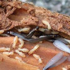 On the street of 10th street and street number is 2905. Benzel S Pest Control 10 Photos Pest Control 813 Morrison Rd Gering Ne Phone Number