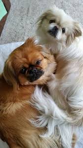 Pin On Pekingese Babies