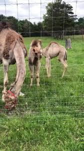 Many products are centered around the benefits of camel's milk. Camel Milk Association Home Facebook
