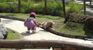 We did not find results for: Taman Kelinci Ciwidey Bandung Rabbit Park