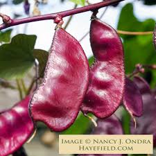 Image result for Lablab