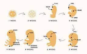 Everything You Need To Know About The First Trimester Of Pregnancy Kindred Bravely