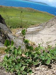 Image result for Boerhavia coccinea