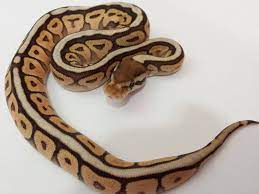 Savannah Bee Morph List World Of Ball Pythons Python Royal Python Regius Ball Python