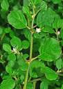Creative Farmer Thazhuthama Punarnava Herbal Plant Live (Healthy ...