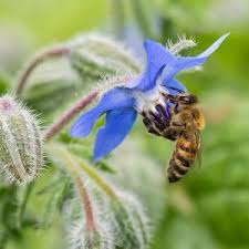 Honey bee flowers bee attracting flowers berry plants planting shrubs how to attract hummingbirds shade trees heuchera fall plants use these 22 proven flowers to attract bees to your pollinator garden in your backyard. How To Bee Friendly Wwf