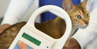 Petkey is a participating pet recovery service registry for the aaha universal pet microchip lookup tool. Electronic Microchips For Dogs And Cats What To Know Holidogtimes