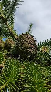 Image result for Araucaria