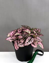 Image result for Hypoestes