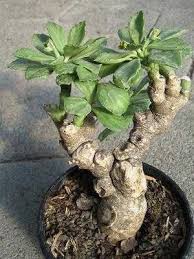 Image result for Monadenium torrei