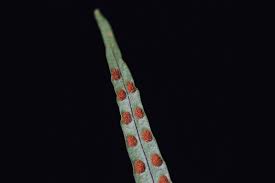 Image result for Pleopeltis  × simiana