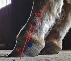 Characteristics of a club foot are a prominent or bulging coronary band, a very. Defining And Fixing A Horse S Club Foot American Farriers Journal
