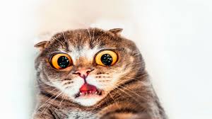 Image result for kitty looking scared
