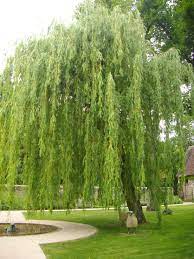 A list of authors is available in wikipedia. Salix Babylonica Wikipedia