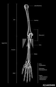 The bones of the human arm, like those of other primates, consist of one long bone , the humerus , in the arm. Infographic Diagram Of Human Skeleton Upper Limb Bone Anatomy System Or Arm Bone Anterior View 3d Human Anatomy Medical Diagram Educational And Human Body Concept Black And White X Ray Color Film Stock