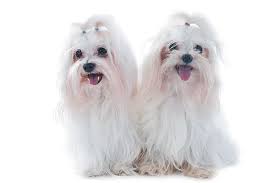do dogs have periods do dogs have periods well a dog s estrous cycle is different from the human menstrual cycle large dog breeds cat illnesses dog breeds