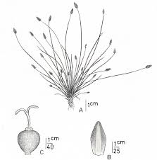 Image result for Eleocharis atropurpurea