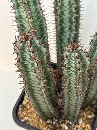 Image result for Euphorbia epicyparissias