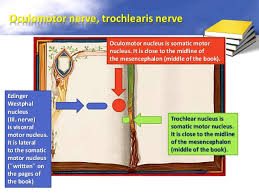 General somatosensory nuclei or trigeminal nuclei. Localisation Of The Brainstem Nuclei