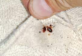 What is the right bed bug detector to find bed bugs at home or at a hotel? Survey Bed Bugs Are The Last Thing Travelers Want To See In A Hotel Room Even Though Most Can T Id Them