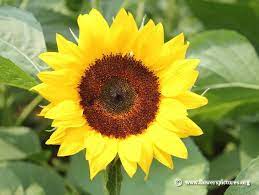 I Decorated My Yellow Kitchen In Sunflowers Sunflower Pictures Sunflower Photo Flower Pictures