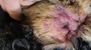 Image result for mold in the ear dog