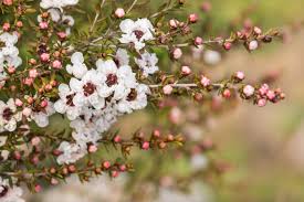 Shrubs with white flowers come in all sizes and forms. New Zealand Tea Tree Plant Care And Growing Guide