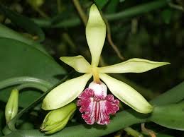 Image result for Vanilla polylepis